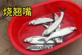 夏季“烧翘嘴”怎么做？这个视频大厨毫无保留，1000多条翘嘴