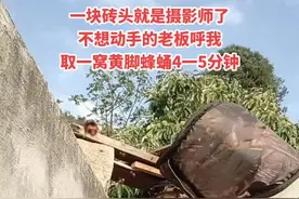 割蜂蛹现场实拍，此视频1分37秒😘耐心看咯，可以完整连几饼整割，也可以分饼割。