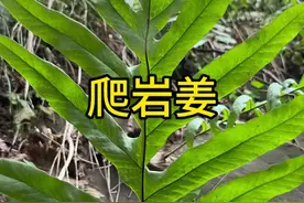 爬岩姜 这个植物喜欢生长在岩石上，根茎像生姜，它还有一个名字，叫骨碎补#你的家乡有这种植物吗 #植物科普 #识百草