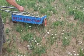 #短视频变现 韭菜花采摘现场，享受美丽的大草原风光无限视频封面