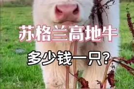 苏格兰高地牛多少钱一只？ #苏格兰高地牛 #高地牛多少钱一头 #萌宠 #神奇动物在抖音
