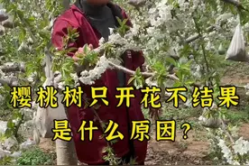 樱桃树只开花不结果的什么原因？#分享农业知识帮农民增产增收 #果园数据化管理 #三农 #果树管理 #新农人计划2024视频封面
