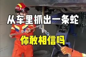 从车里抓出一条蛇，你敢相信吗？#汽车知识 #带你懂车 #驾驶技巧 #汽车保养与维修 @抖音汽车