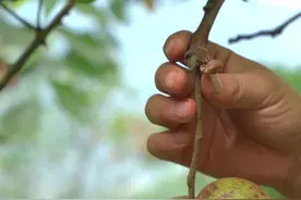 毛多肉少的这种山核桃，像石头一样硬，吃起来是真的香 #2024新农人计划 #农村生活 #野生核桃