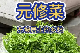 元修菜，苏东坡的菜 仔细辨认了一下，不是之前有人说的野豌豆和小巢菜，也不是救荒野豌豆，而是山野豌豆。苏东坡当年专门托人带这个菜的种子到黄州，满满的乡愁啊#自然奇境科普季 #春日盛放