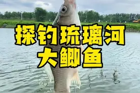 探钓琉璃河大鲫鱼 探钓房山琉璃河，鲫鱼整体个头一两以上 #户外野钓 #北京野钓 #北京钓鱼人 #地狱猫之北京九月 #附近钓点视频封面