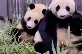 福宝经典画面：和妈妈冷战之后想和好，爷爷也在一旁劝和视频封面