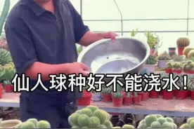 仙人球种好竟然不能浇水 仙人球种好就浇水烂的快，不浇水，活得好#仙人球 #种植小技巧 #养护小知识 #仙人掌