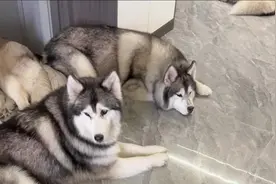 困扰我的世纪难题，我差点解开#石头洗地机#石头A30ProSteam