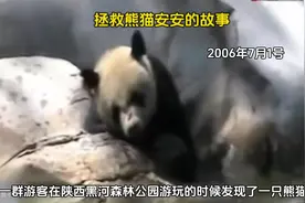 拯救大熊猫安安的故事～#大熊猫安安 #大熊猫安安离世视频封面