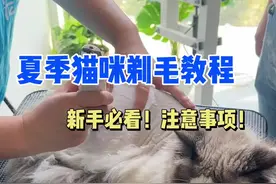 夏天猫咪剃毛教程来了❗️新手美容师必看 #猫咪剃毛 #宠物美容培训 #宠物美容培训学校 #宠来了 #成都宠物美容培训