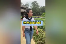 如果看到这种树千万不要去碰它！#导游讲解 #神奇的树 #你的家乡有这种植物吗