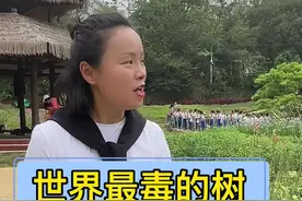 如果看到这种树千万不要去碰它！#导游讲解 #神奇的树 #你的家乡有这种植物吗视频封面