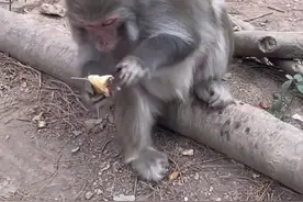 游客给猴哥喂榴莲  嫌弃的扔掉还在木头上擦手 猴哥：手都不想要了#猴子 #榴莲 #搞笑视频封面