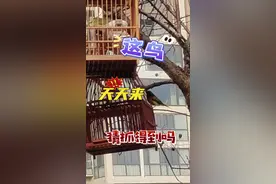 遛绣眼，这鸟天天来，抓得到吗#养鸟经验分享 #神奇动物在抖音 #鸟类 #养鸟 #鸟食