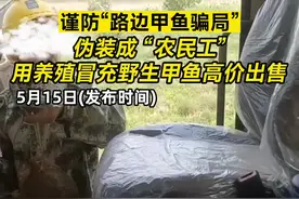 谨防“路边甲鱼骗局”，伪装成“农民工”用养殖冒充野生甲鱼高价出售（来源：越牛新闻）视频封面