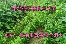 往菜地或农田里撒点东西，蜗牛等害虫全消灭视频封面