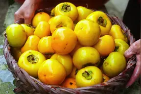 摘一篮涩柿子泡脆柿子，5天后又脆又甜，这应该是最简单的方法了