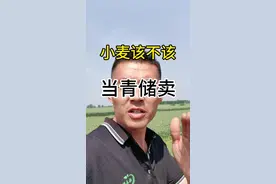 小麦该不该当青储卖，评论区讨论一下吧？#农业种植 #三农 #农民 #青储 #小麦青储视频封面