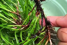 这种植物叫水蜈蚣，如果你遇到了就挖点回来。#植物科普 #dou来广东百千万 #三农视频封面