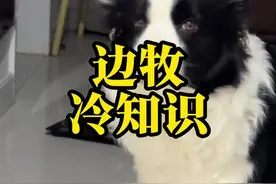 “边牧冷知识”#边牧 #狗是狗边牧是边牧 #训犬