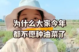 #油菜 #高温 #油菜高产 #高产油菜种子 今年您还种油菜吗？视频封面