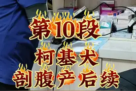 #萌宠日常记录 #小奶狗抢救后续 #柯基难产 #柯基宝宝 #生狗狗过程