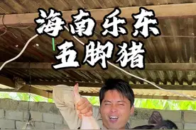 海南的五脚猪，第一次见这么小的猪，味道真的很特别！ #海南美食视频封面