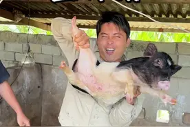 海南的五脚猪，第一次见这么小的猪，味道真的很特别！ #海南美食视频封面