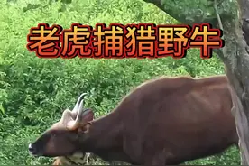 老虎不愧是百兽之王，上千斤的白肢野牛也能轻松捕获！ #神奇动物在抖音 #动物世界 #野生动物零距离 #老虎 #野牛视频封面