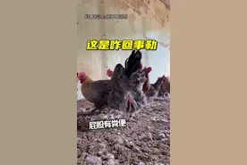 鸡屁股脏，杂七杂八的粪便如何解决呢#养鸡 #鸡病防治 #兽医 #禽病诊疗 #三农服务视频封面