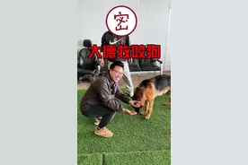 狗狗打架，你们会怎么办？#狗狗 #训犬学校 #训犬师 #萌宠