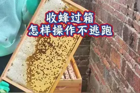 收蜂过箱怎么操作不逃跑  #诱蜂 #收蜂过箱全过程视频封面