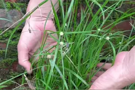 水蜈蚣草的地下根茎横着生长，很像一条蜈蚣#dou来广东百千万视频封面