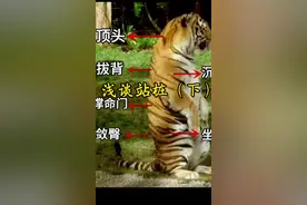 站桩中的误区 “命门后突”危害太大#站桩 #站桩养生 #桩功 #练功 #站桩的正确方法 @刘洋直播号