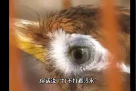#画眉鸟 #画眉鸟饲养方法视频封面