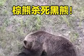 两只熊打架 棕熊杀死黑熊，很罕见！ "精彩的动物世界 "棕熊 "黑熊 #爱护大自然爱护动物 #神奇动物在抖音 #奇妙的动物 #动物的迷惑行为 #万物皆有灵性