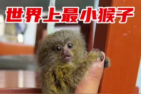 #爱护大自然保护野生动物 #神奇动物在抖音 #亚马逊雨林  保护野生动物人人有责视频封面