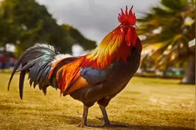 公鸡打鸣声 公鸡叫声 公鸡声音