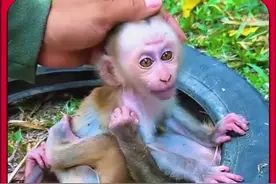 好心人救助被轮胎卡住的小猴子 #神奇动物在抖音 #动物救助 #万物皆有灵性 #内容启发搜索视频封面