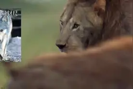为什么老虎独居，而狮子群居？第一集#狮子 #老虎 #猫科动物