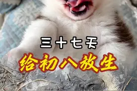 给初八放生，愿天下没有流浪的小狗#万物可爱计划 #萌宠推荐官 #被小狗治愈的一万个瞬间 #小狗狗能有什么坏心思