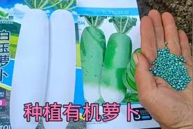 萝卜何时种好？学会这招，萝卜三天出苗没病虫，后期萝卜长的好视频封面
