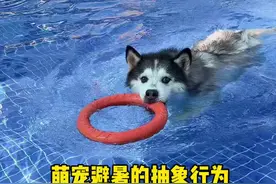 夏天带着狗狗出发游泳清凉一夏 #万物可爱计划#萌宠避暑的抽象行为