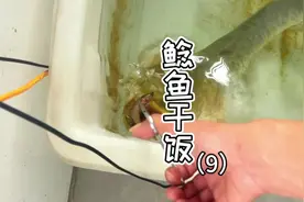 大鲶鱼饿得把小捞网都吞了…#养鱼日志 #水族 #原生鱼视频封面