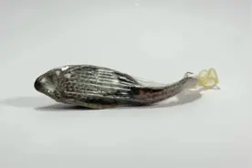 测试清道夫在缺氧环境能活多久！#神奇动物在抖音