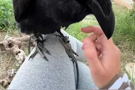 乌鸦属于益鸟，还是害鸟？ #乌鸦 #乌鸦的黑 #乌鸦的智商 #乌鸦科普