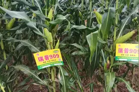 瑞普909#矮杆大棒玉米种视频封面