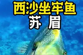 2004年苏眉列入世界自然保护濒危物种红色名录，我国二级保护动物，愿你我更长久留住可爱的苏眉#海鲜 #苏眉鱼#西沙野生海鲜 #海洋生物 #海鲜原产地