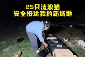即使结了冰霜 依然有很多猫猫呆在外面 #流浪猫不再流浪#关爱流浪猫#流浪猫